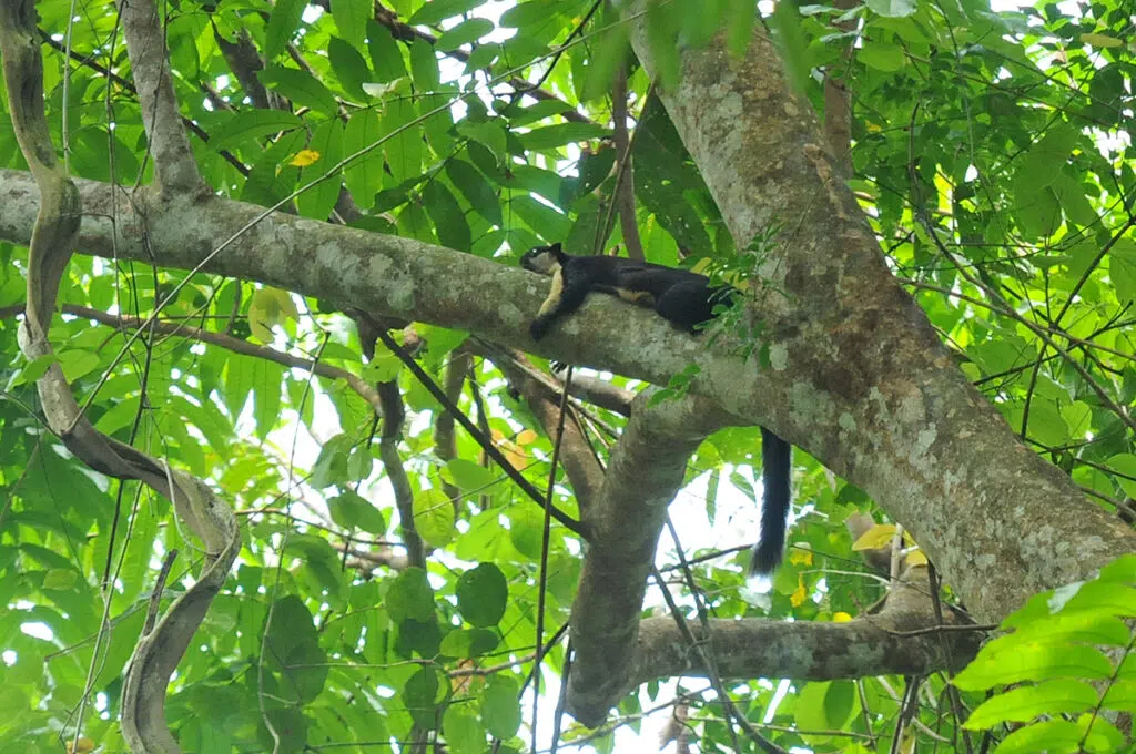 Black giant squirel in Kaeng Krachan