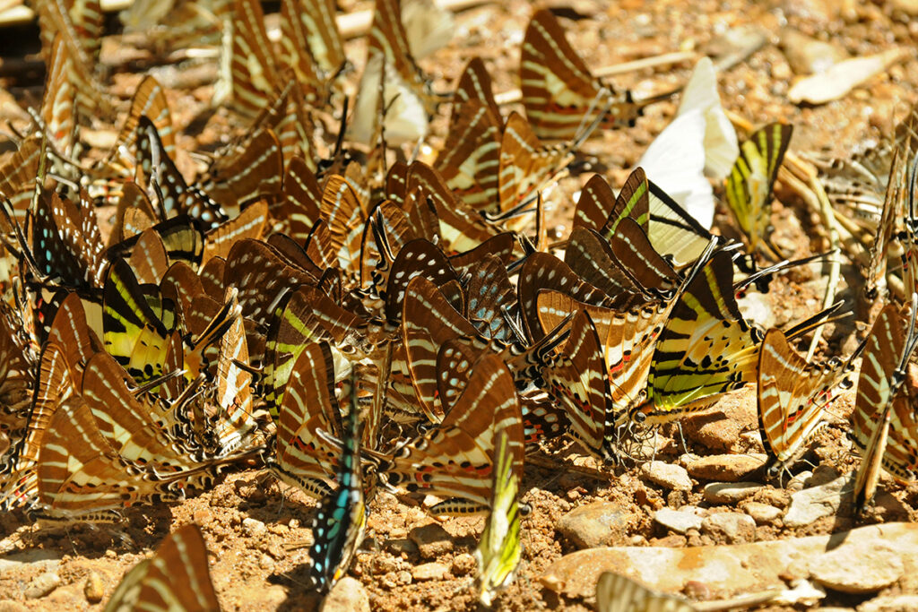 Butterflies in Kaeng Krachan National Park