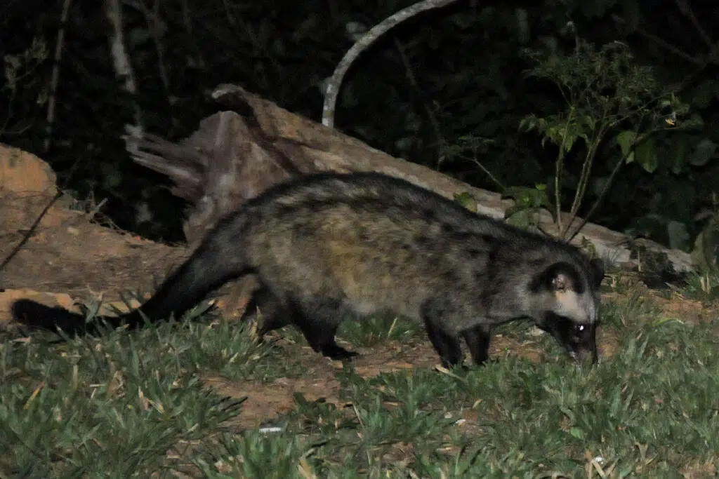 Common palm civet in Kaeng Krachan National Park