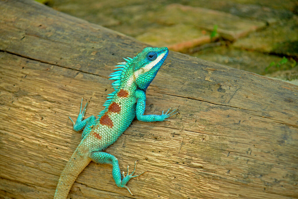 Blue-crested lizard in Kaeng Krachan National Park