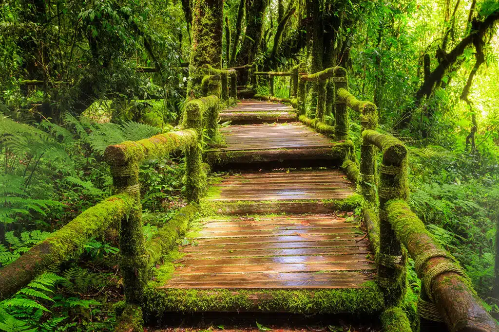 Doi Inthanon cloud forest, Thailand