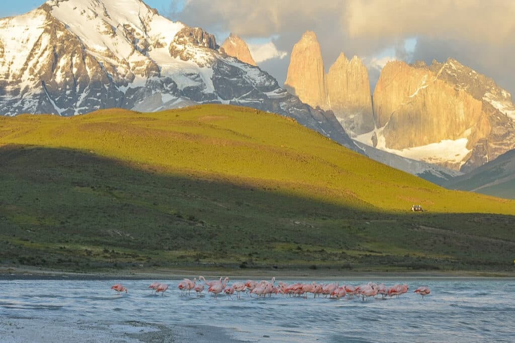 Flamingos at Torres del Paine