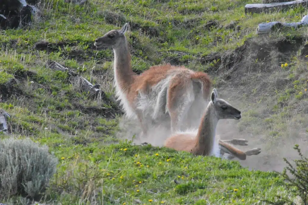 Guanacos at Torres del Paine