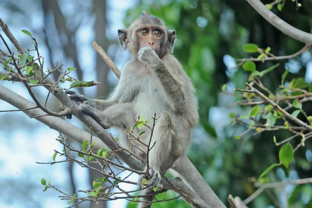 Long-tailed macaque in Khao sam roi yot