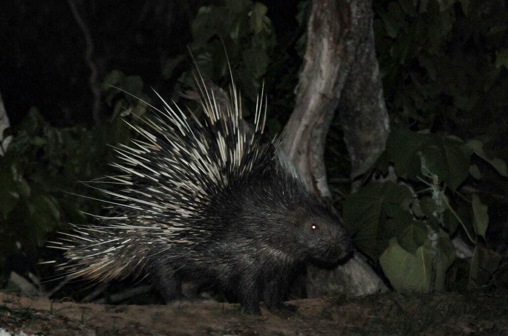 Malayan porcupine in Kaeng Krachan National Park