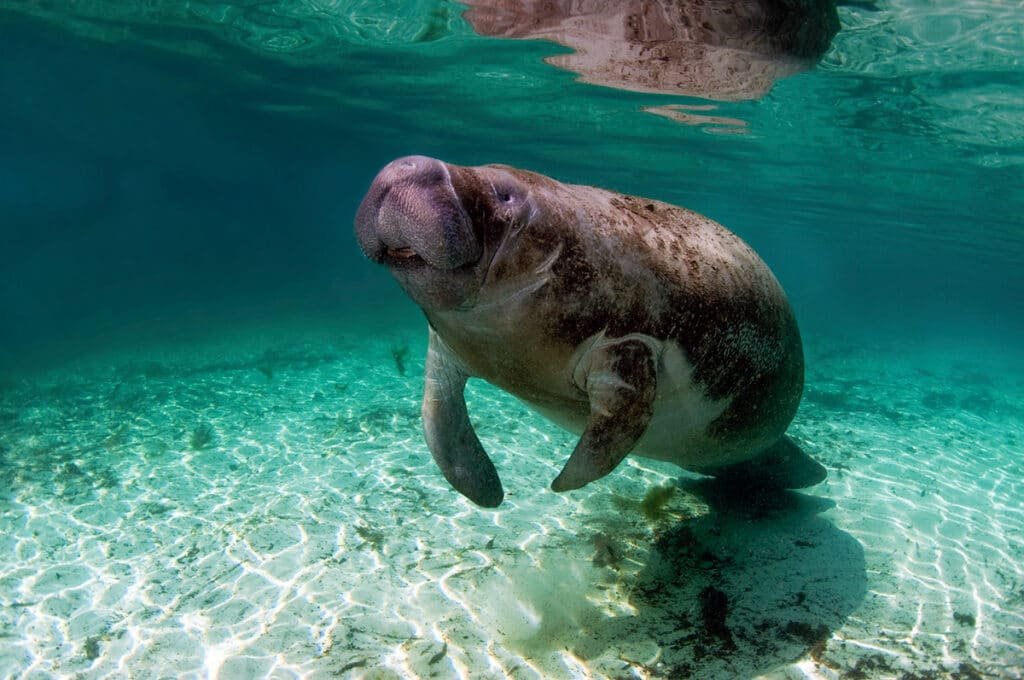 National parks in Florida offer a chance to see the manatee