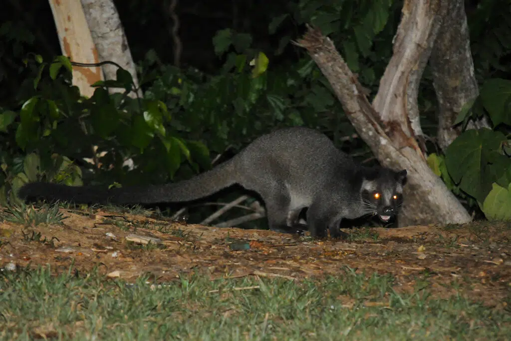 Masked palm civet in Kaeng Krachan National Park