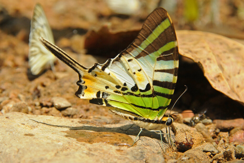 Swordtail butterfly