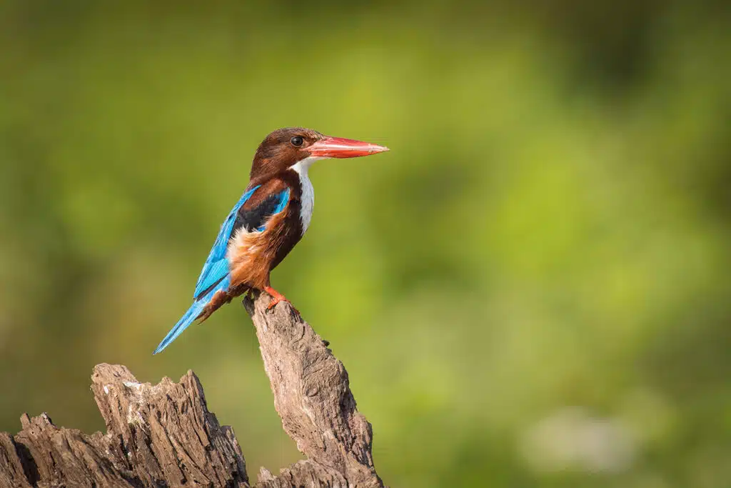 White-throated kingfisher