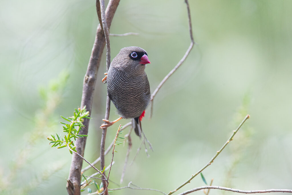 Beautiful firetail in Royal National Park