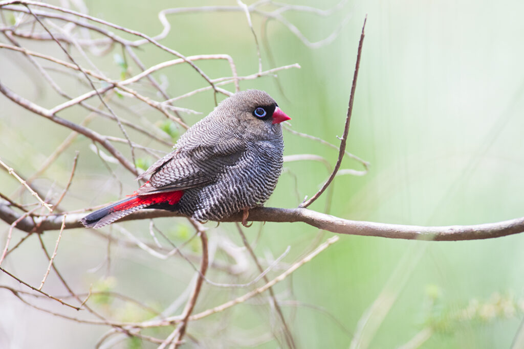 Beautiful firetail in Royal National park