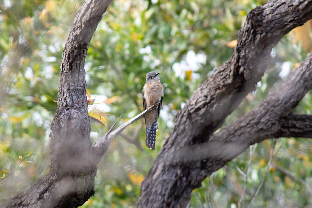 Fantail cuckoo in Royal National Park