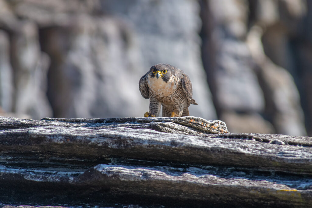 Peregrine falcon in Royal National Park