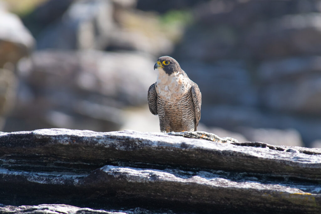 Peregrine falcon in Royal National Park