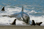 Peninsula Valdes orca stranding itself to catch seals