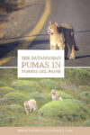 Patagonian pumas