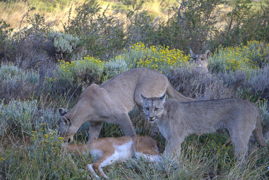 A family of Patagonian pumas on a kill