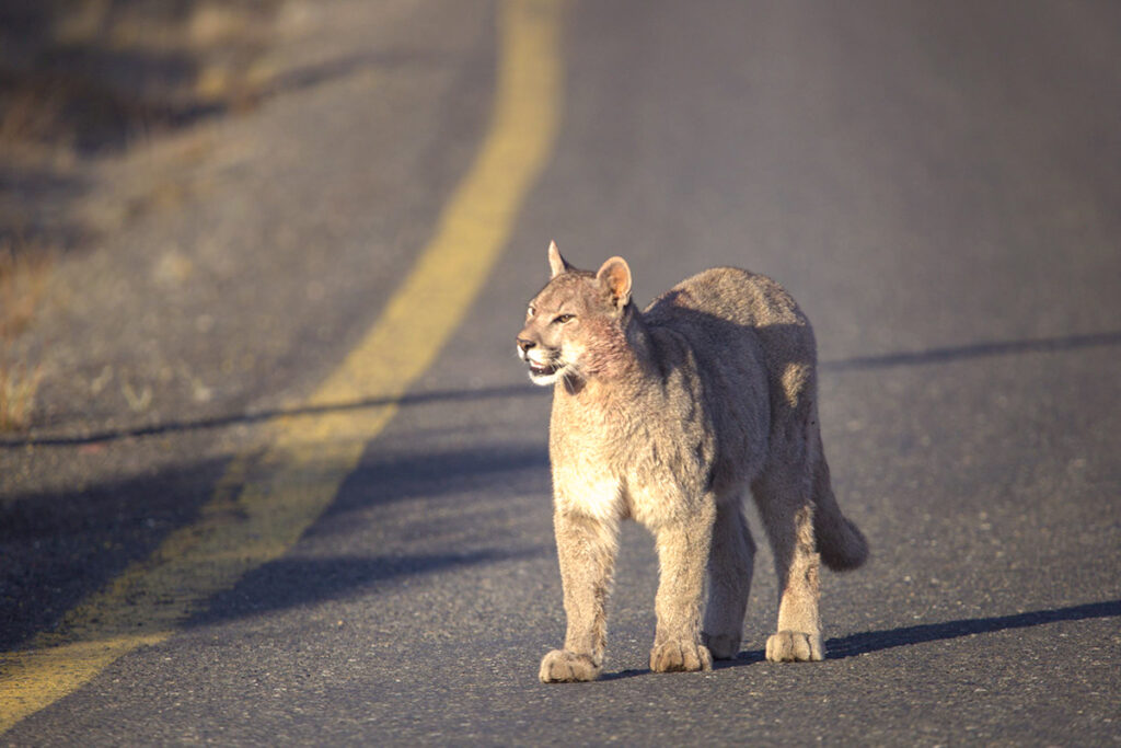 Patagonian puma in Torres del Paine National Park