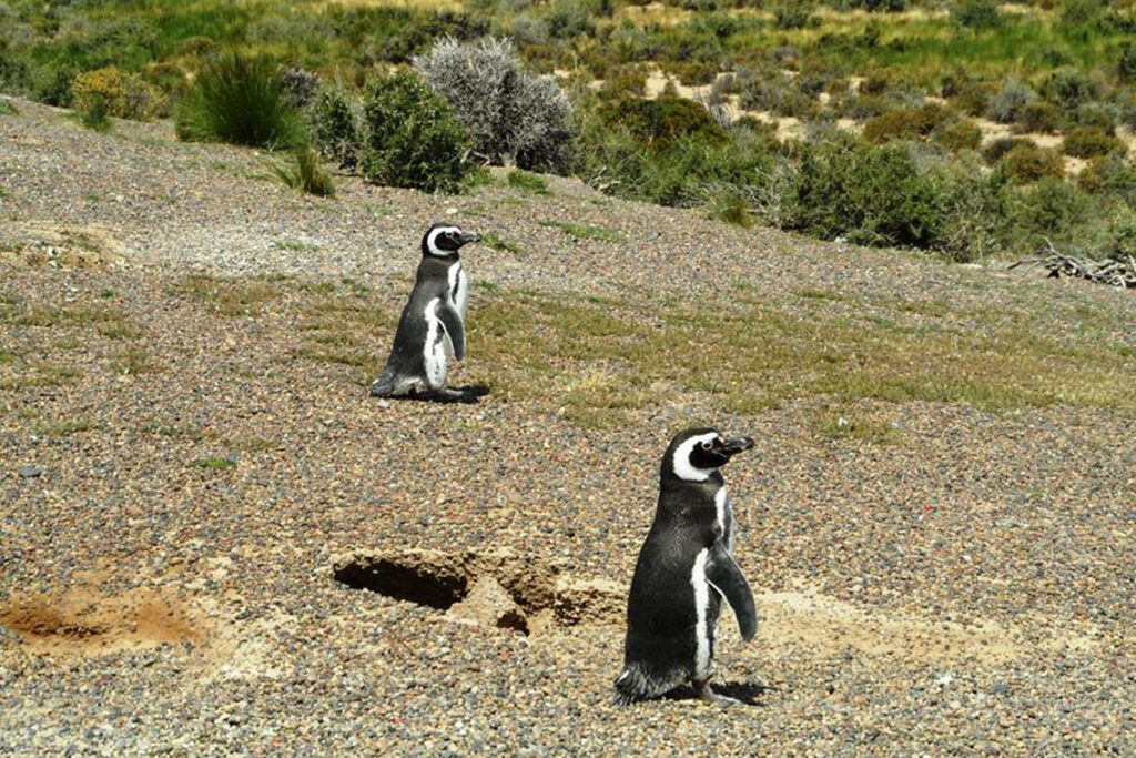 Peninsula valdes penguins
