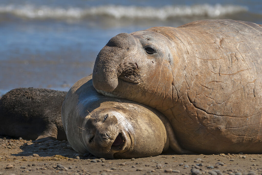 Elephant seal with a calf on Peninsula Valdes