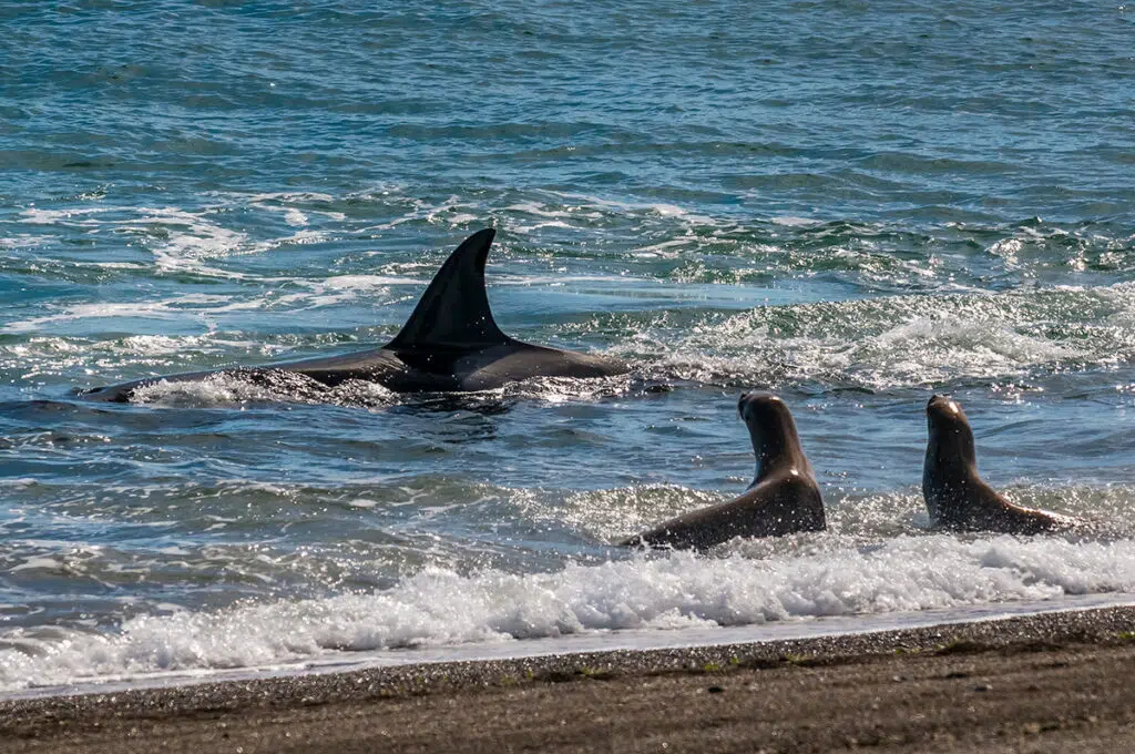 Orcas in peninsula valdes hunting sea lion pups