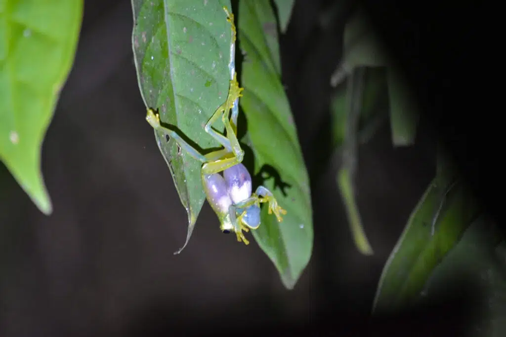 Glass frogs in Drake Bay