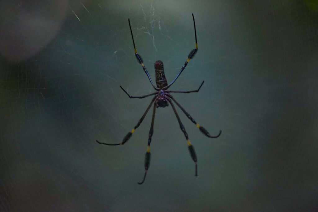 Golden orb spider on Osa Peninsula