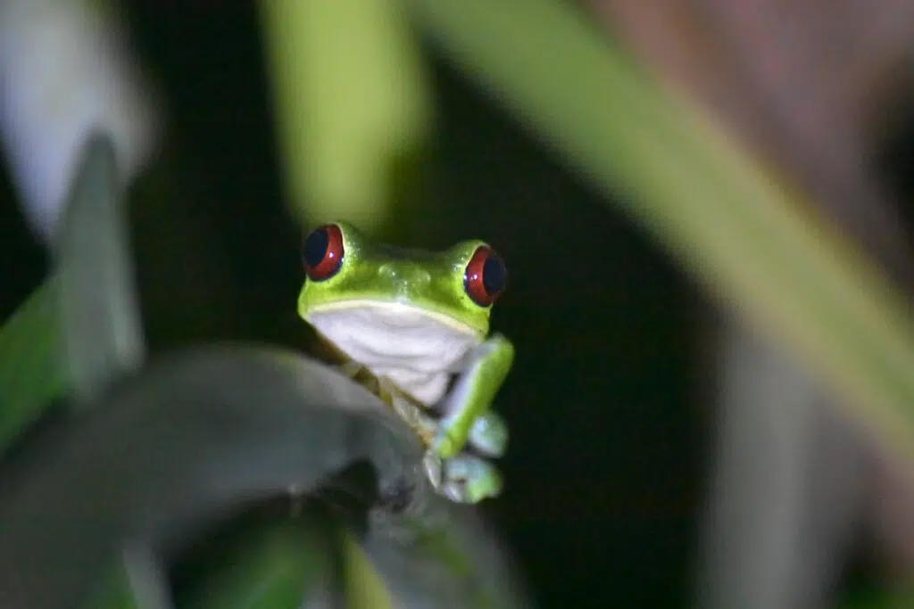 Red-eye tree frog Osa Peninsula