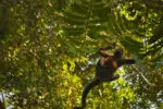 Spider monkey on Osa Peninsula