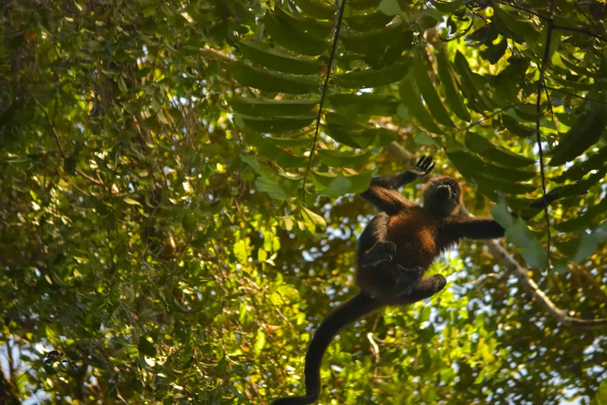 Spider monkey on Osa Peninsula