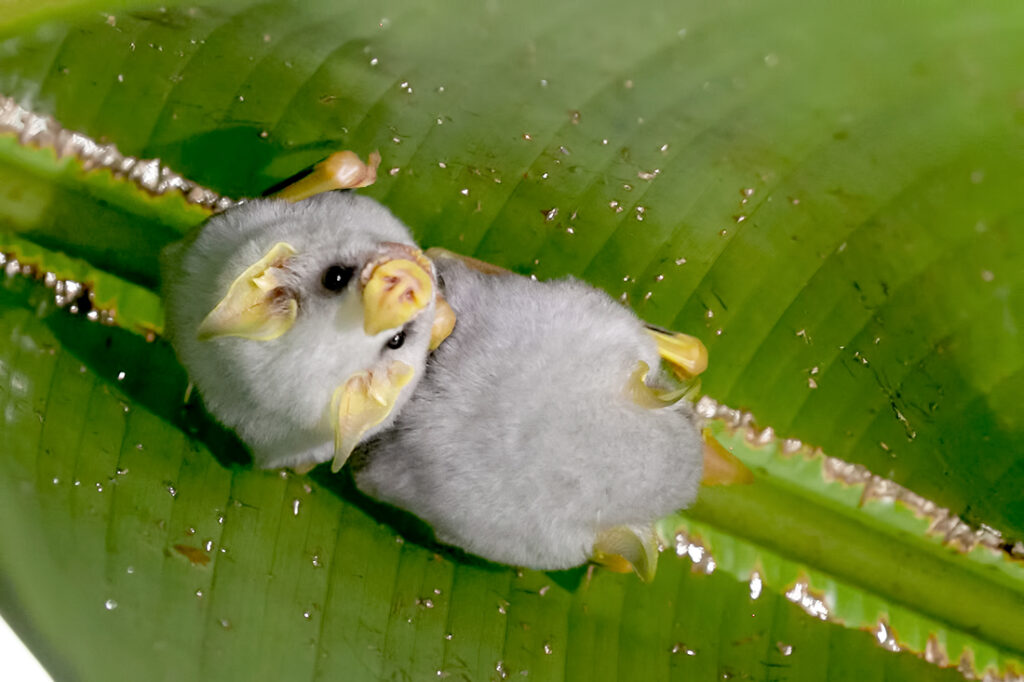 Costa Rica's animals: Honduran white bats