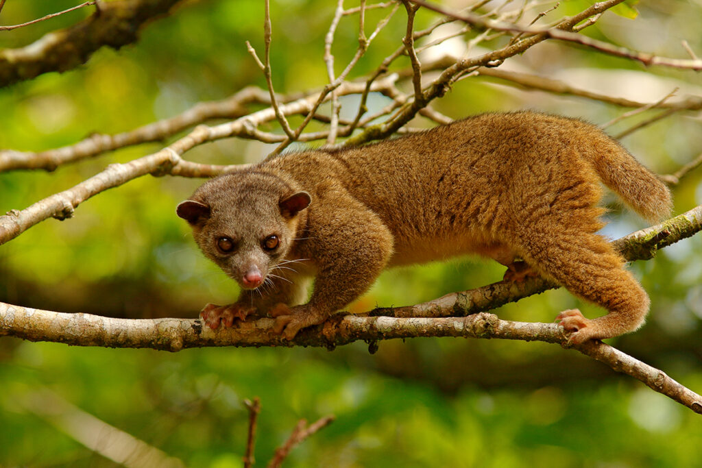 Costa Rica's animals - Kinkajou