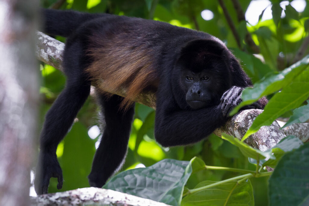 Costa Rica animals - Mantled howler monkey
