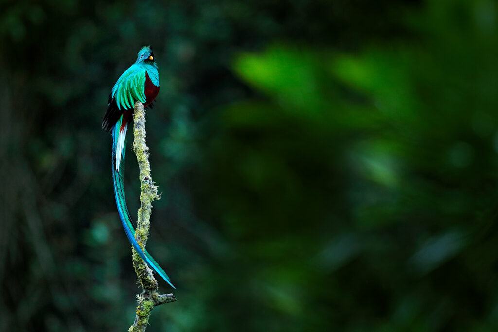 Costa Rica animals: Resplendent Quetzal