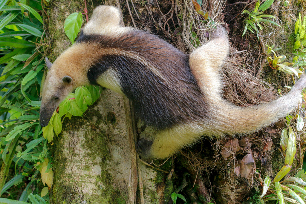 Costa Rica's animals - Northern Tamandua