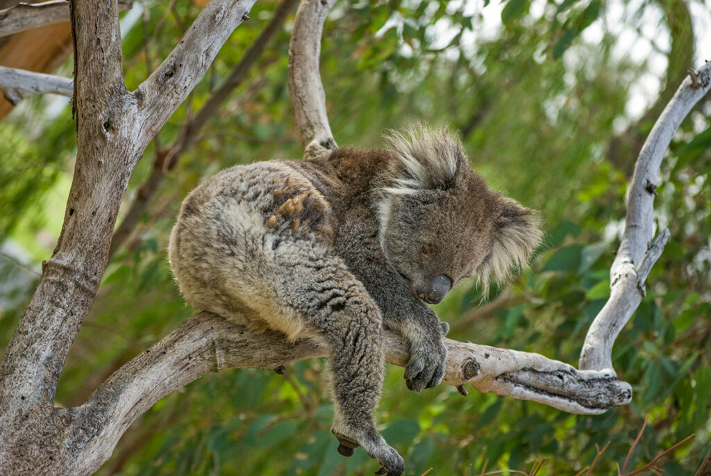 Yanchep National Park in Australia is a certified ecotourism destination