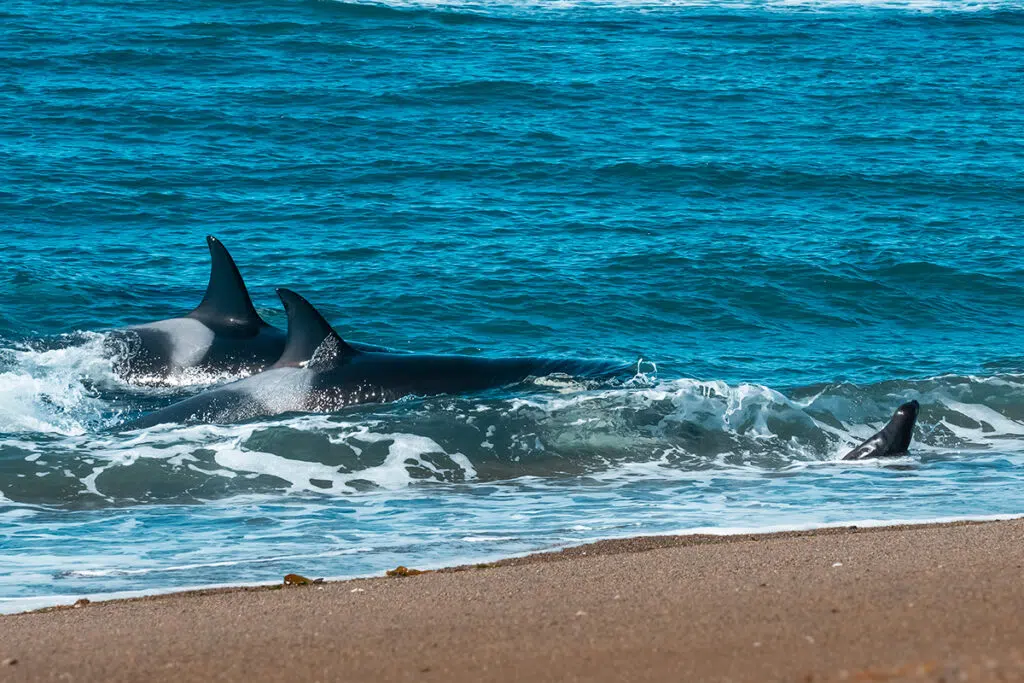 peninsula valdes orcas hunting at punta norte