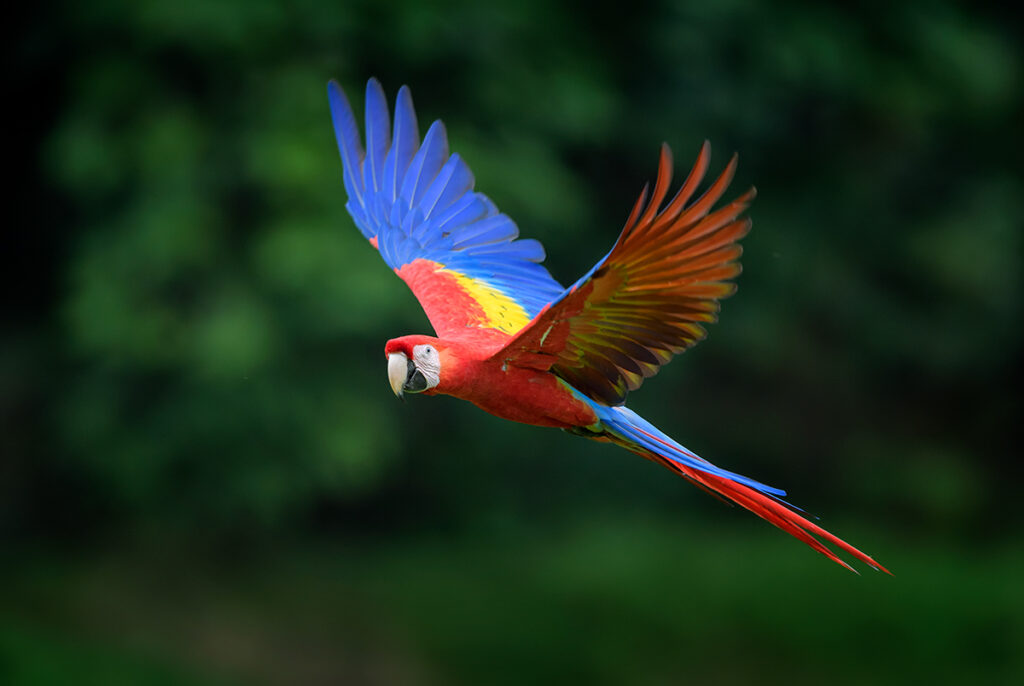 Costa Rica animals: Scarlet macaw