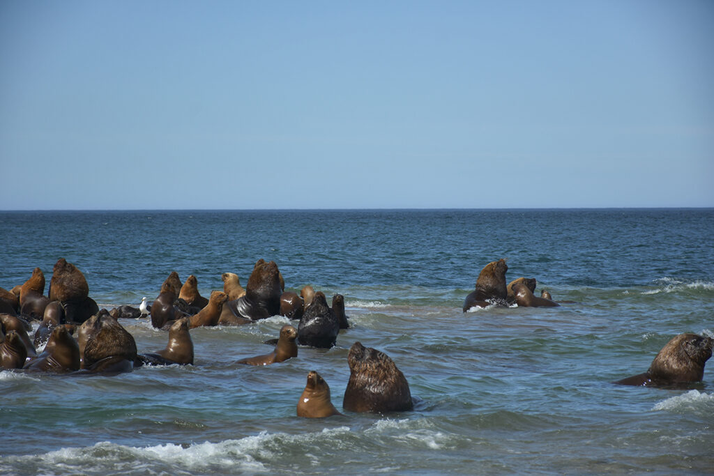 sea lions in puerto madryn - peninsula valdes