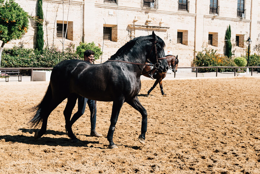 Andalusian horse - things to do in Cordoba