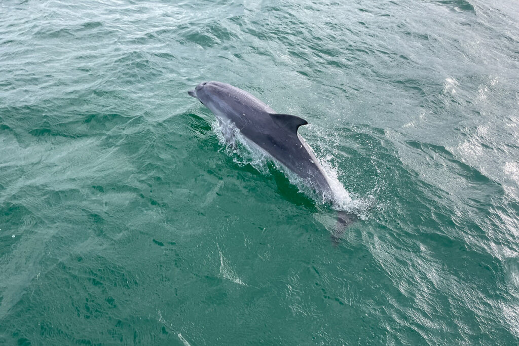 Bottlenose dolphin on Nelson Bay dolphin cruise