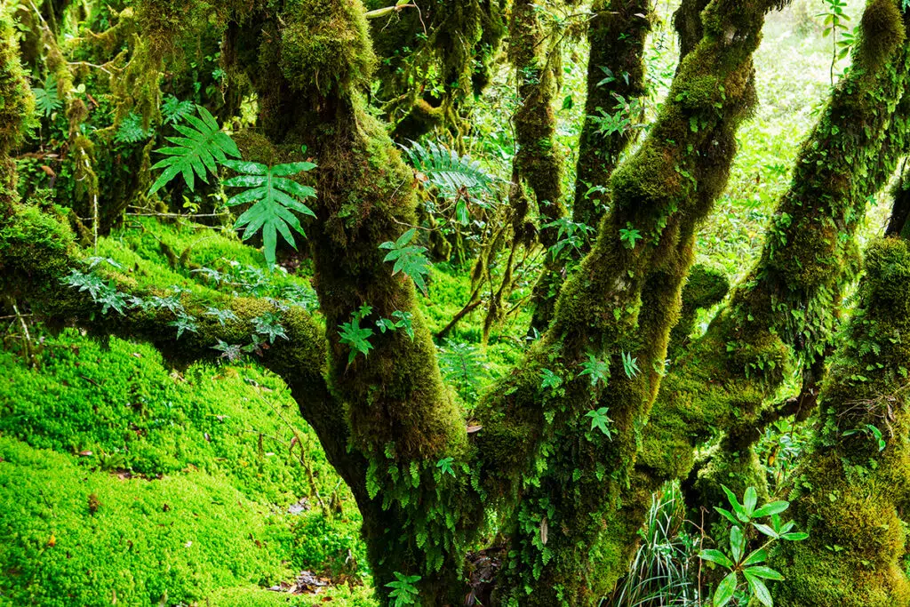 National Parks in Thailand - Doi Inthanon