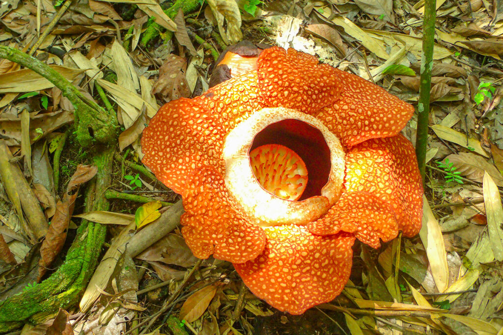 Raflesia flower