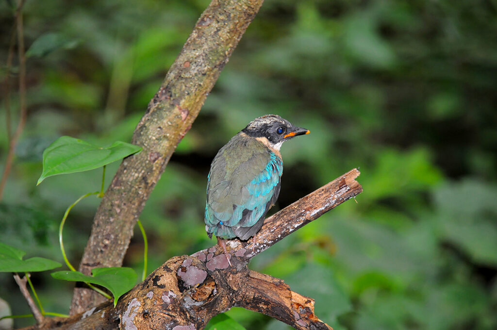 Blue-winged pitta chick in Kanchanaburi