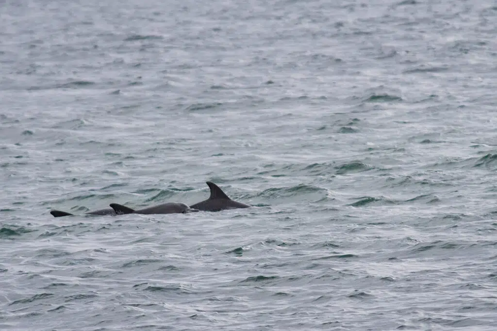 Bottlenose dolphins nursery pod in Port Stephens