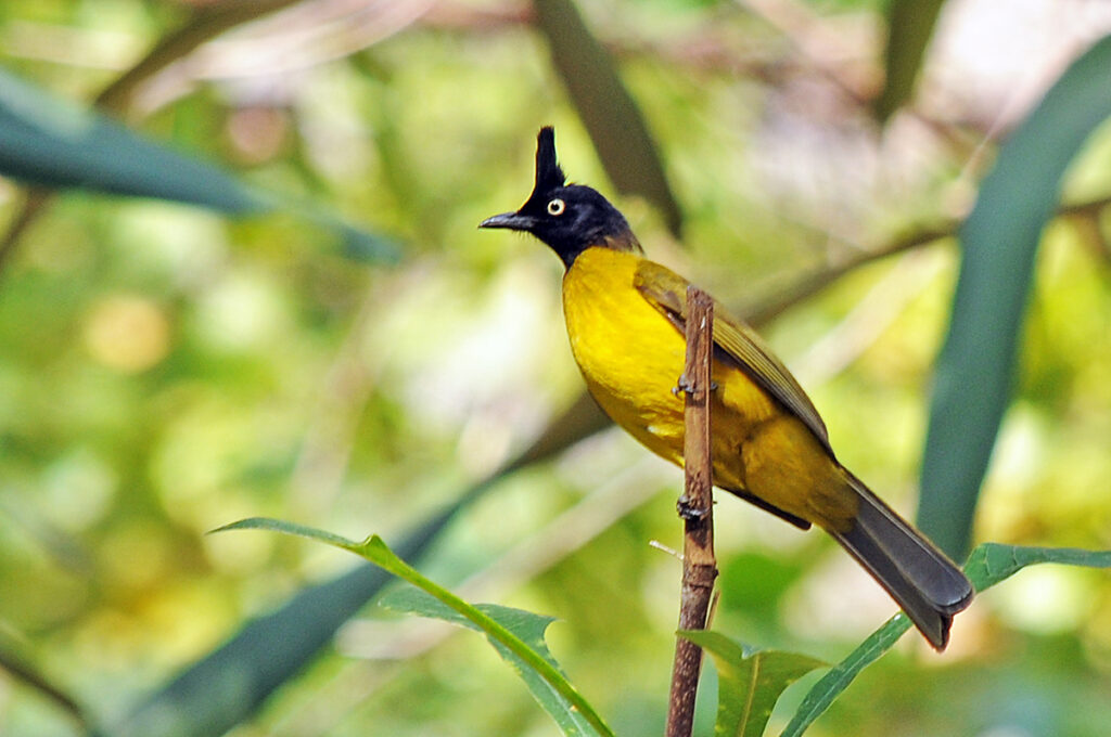 Black-crested bulbul on the way to Thi lo su waterfall
