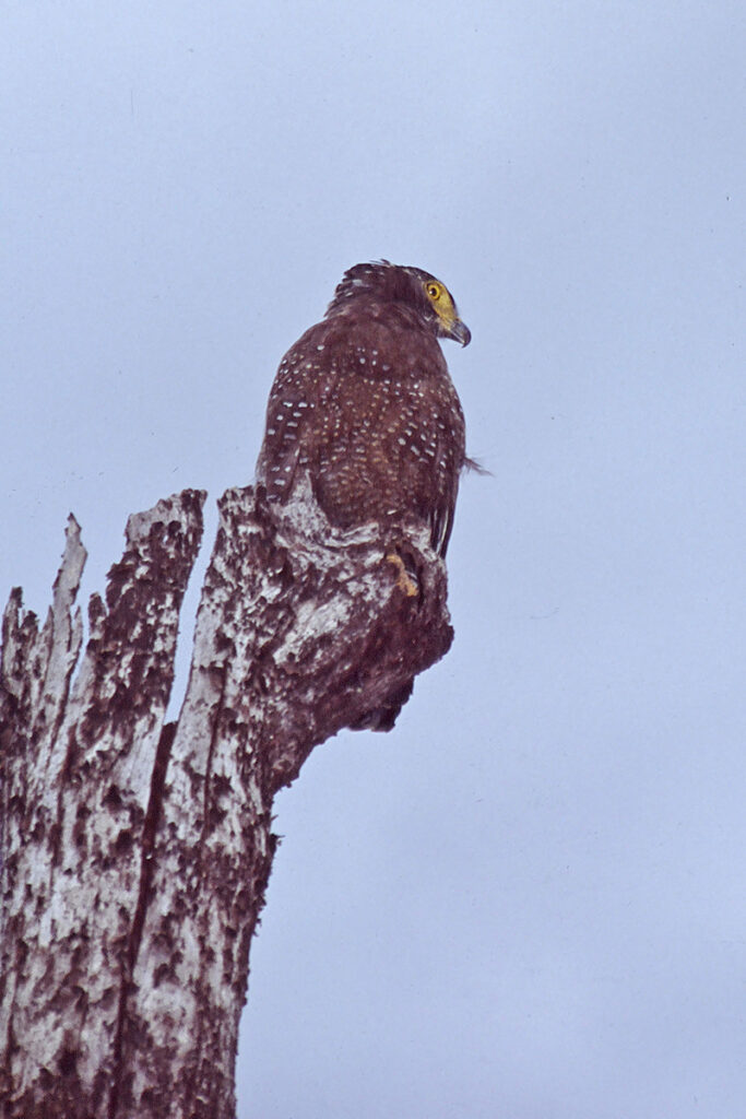 crested serpent eagle in Khao Sok National Park