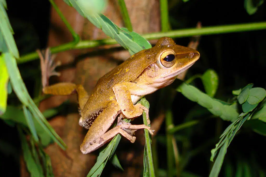 Four-lined tree frog, Thailand