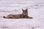 Rafiki - Iberian lynx in Sierra de Andujar
