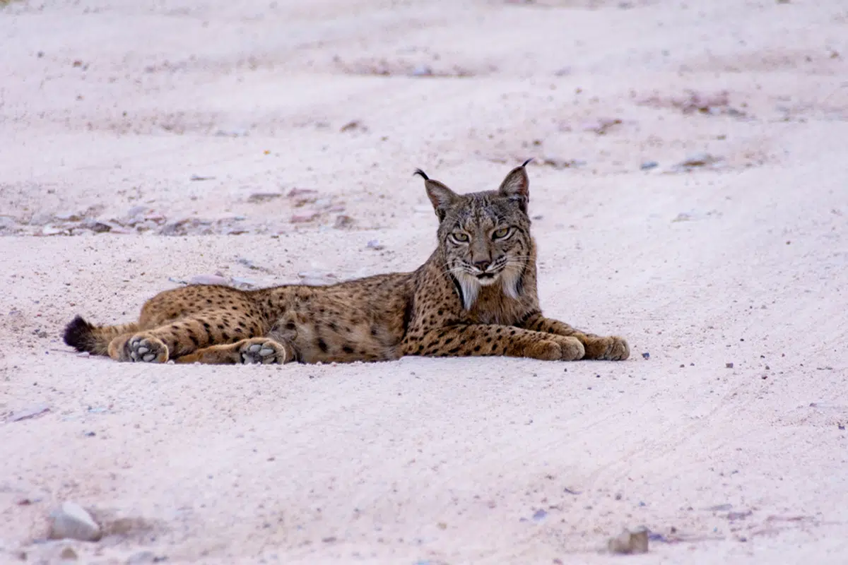 Rafiki - Iberian lynx in Sierra de Andujar